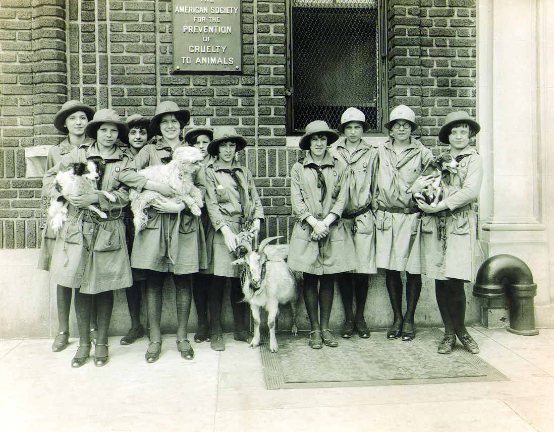 Girl Scouts with dogs and goat<br>